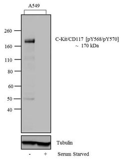 Invitrogen Phospho-c-Kit (Tyr568, Tyr570) Polyclonal Antibody 100 &mu;L;