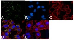 Invitrogen Phospho-c-Kit (Tyr721) Polyclonal Antibody 100 &mu;L; Unconjugated:Antibodies,