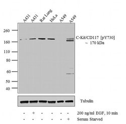Invitrogen Phospho-c-Kit (Tyr730) Polyclonal Antibody 100 &mu;L; Unconjugated:Antistoffer