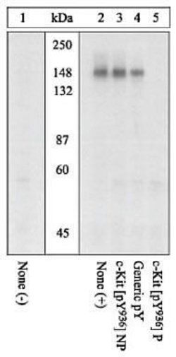 Phospho-c-Kit (Tyr936) Polyclonal Antibody, Invitrogen 100 &mu;L | Buy Online | Invitrogen | Fisher Scientific