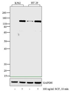 Phospho-c-Kit (Tyr936) Polyclonal Antibody, Invitrogen 100 &mu;L | Buy Online | Invitrogen | Fisher Scientific