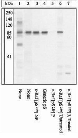 Invitrogen Phospho-c-Raf (Ser259) Polyclonal Antibody 100 &mu;L; Unconjugated:Antibodies,