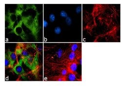 Invitrogen Phospho-eIF4E (Ser209) Polyclonal Antibody 100 &mu;L; Unconjugated:Antibodies,