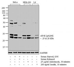 Invitrogen Phospho-eIF4E (Ser209) Polyclonal Antibody 100 &mu;L; Unconjugated:Antibodies,