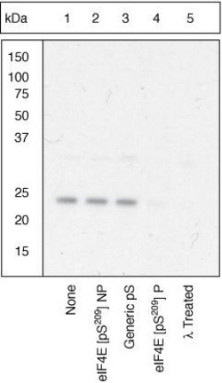 Invitrogen Phospho-eIF4E (Ser209) Polyclonal Antibody 100 &mu;L; Unconjugated:Antibodies,