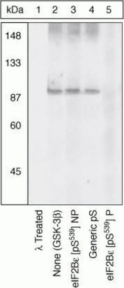 Invitrogen Phospho-eIF2b epsilon (Ser539) Polyclonal Antibody 100 &mu;L | Buy Online | Invitrogen&trade; | Fisher Scientific