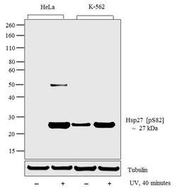 Invitrogen Phospho-HSP27 (Ser82) Polyclonal Antibody 100 &mu;L; Unconjugated:Antibodies,