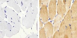 Invitrogen Phospho-HSP27 (Ser82) Polyclonal Antibody 100 &mu;L; Unconjugated:Antibodies,