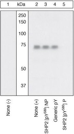 Invitrogen Phospho-SHP2 (Tyr580) Polyclonal Antibody 100 &mu;L | Buy Online | Invitrogen&trade; | Fisher Scientific