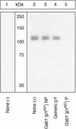 Invitrogen Phospho-GAB1 (Tyr627) Polyclonal Antibody 100 &mu;L; Unconjugated:Antibodies,