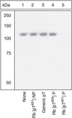 Invitrogen™ Phospho-Rb (Thr821) Polyclonal Antibody