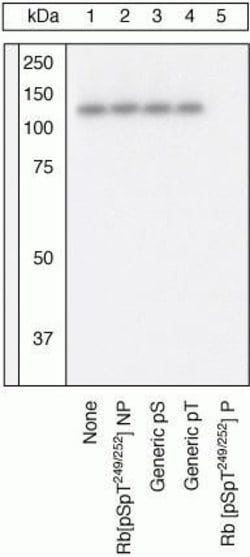 Invitrogen Phospho-Rb (Ser249, Thr252) Polyclonal Antibody 100 &mu;L; Unconjugated:Antibodies,