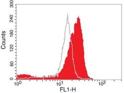 Invitrogen Phospho-AKT1 (Thr308) Polyclonal Antibody 100 &mu;L; Unconjugated:Antibodies,