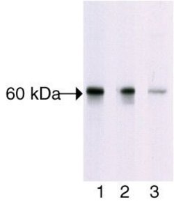 Invitrogen Phospho-AKT1 (Thr308) Polyclonal Antibody 100 &mu;L; Unconjugated:Antibodies,