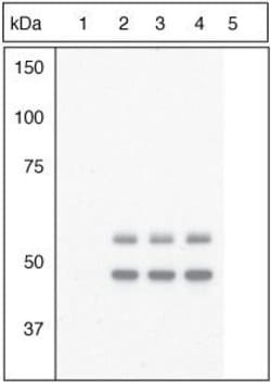 Invitrogen Phospho-GSK3B (Tyr216, Tyr279) Polyclonal Antibody 100 &mu;L | Buy Online | Invitrogen&trade; | Fisher Scientific