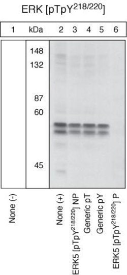 Invitrogen Phospho-ERK5 (Thr218, Tyr220) Polyclonal Antibody 100 &mu;L | Buy Online | Invitrogen&trade; | Fisher Scientific