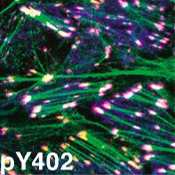 Invitrogen Phospho-PYK2 (Tyr402) Polyclonal Antibody 100 &mu;L; Unconjugated:Antibodies,