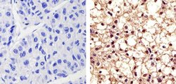 Invitrogen Phospho-PYK2 (Tyr402) Polyclonal Antibody 100 &mu;L; Unconjugated:Antibodies,