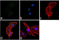 Invitrogen Phospho-PYK2 (Tyr402) Polyclonal Antibody 100 &mu;L; Unconjugated:Antibodies,
