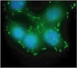Invitrogen Phospho-FAK (Tyr397) Monoclonal Antibody (141-9) 10 blots; Unconjugated:Antibodies,