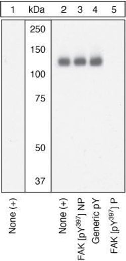 Invitrogen Phospho-FAK (Tyr397) Monoclonal Antibody (141-9) 10 blots; Unconjugated:Antibodies,