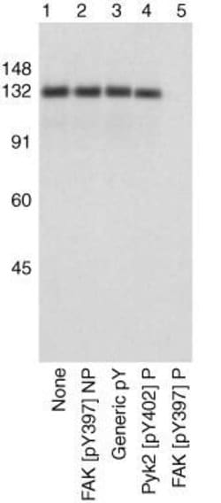 Invitrogen Phospho-FAK (Tyr397) Monoclonal Antibody (141-9) 10 blots; Unconjugated:Antibodies,