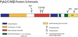 Invitrogen Phospho-PYK2 (Tyr579, Tyr580) Polyclonal Antibody 100 &mu;L;