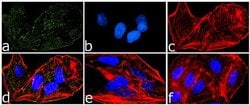 Invitrogen Phospho-PYK2 (Tyr579, Tyr580) Polyclonal Antibody 100 &mu;L;