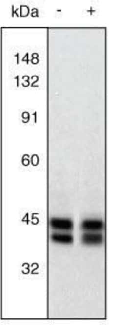 Invitrogen ERK1/ERK2 Polyclonal Antibody 100 &mu;L; Unconjugated:Antibodies,