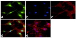 Invitrogen ERK1/ERK2 Polyclonal Antibody 100 &mu;L; Unconjugated:Antibodies,