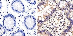 Invitrogen ERK1/ERK2 Polyclonal Antibody 100 &mu;L; Unconjugated:Antibodies,