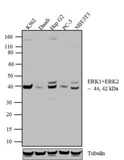 Invitrogen ERK1/ERK2 Polyclonal Antibody 100 &mu;L; Unconjugated:Antibodies,