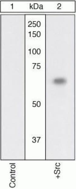 Invitrogen SRC Polyclonal Antibody 100 &mu;L; Unconjugated:Antibodies,