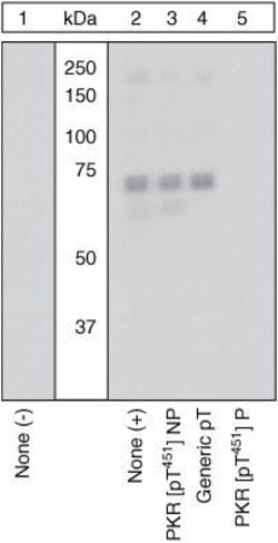 Invitrogen Phospho-PKR (Thr451) Polyclonal Antibody 100 &mu;L; Unconjugated:Antikörper