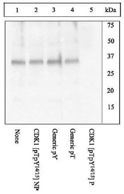 Invitrogen Phospho-CDK1 (Thr14, Tyr15) Polyclonal Antibody 100 &mu;L; Unconjugated:Antibodies,