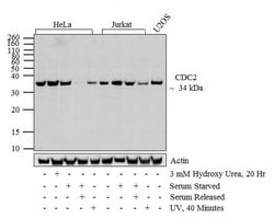 Invitrogen Phospho-CDK1 (Thr14, Tyr15) Polyclonal Antibody 100 &mu;L; Unconjugated:Antibodies,