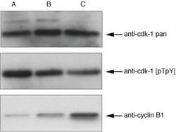 Invitrogen Phospho-CDK1 (Thr14, Tyr15) Polyclonal Antibody 100 &mu;L; Unconjugated:Antibodies,
