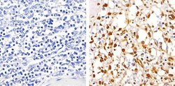 Invitrogen Phospho-NFkB p65 (Ser529) Polyclonal Antibody 100 &mu;L; Unconjugated:Antibodies,