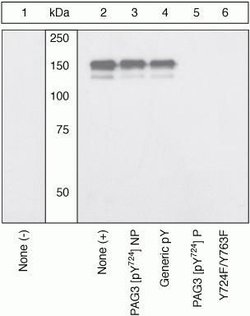 Invitrogen Phospho-ASAP2 (Tyr724) Polyclonal Antibody 100 &mu;L; Unconjugated:Antibodies,