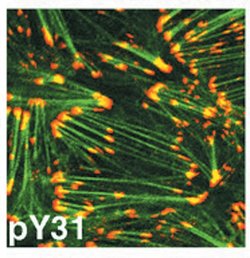 Invitrogen Phospho-Paxillin (Tyr31) Polyclonal Antibody 100 &mu;L; Unconjugated:Antibodies,