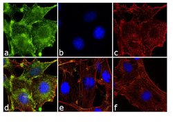 Invitrogen Phospho-Paxillin (Tyr31) Polyclonal Antibody 100 &mu;L; Unconjugated:Antibodies,