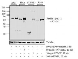 Invitrogen Phospho-Paxillin (Tyr31) Polyclonal Antibody 100 &mu;L; Unconjugated:Antibodies,