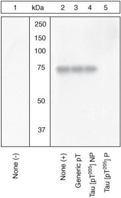 Invitrogen Phospho-Tau (Thr205) Polyclonal Antibody 100 &mu;L; Unconjugated:Antibodies,