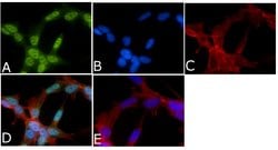 Invitrogen Phospho-Tau (Thr205) Polyclonal Antibody 100 &mu;L; Unconjugated:Antibodies,