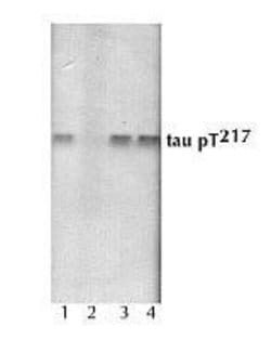 Invitrogen Phospho-Tau (Thr217) Polyclonal Antibody 100 &mu;L; Unconjugated:Antibodies,