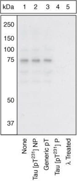 Invitrogen Phospho-Tau (Thr231) Polyclonal Antibody 100 &mu;L; Unconjugated:Antibodies,