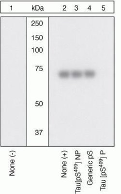 Invitrogen Phospho-Tau (Ser409) Polyclonal Antibody 100 &mu;L | Buy Online | Invitrogen&trade; | Fisher Scientific