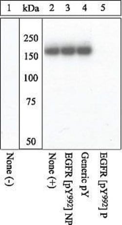 Invitrogen Phospho-EGFR (Tyr992) Polyclonal Antibody 100 &mu;L | Buy Online | Invitrogen&trade; | Fisher Scientific