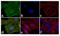Invitrogen&trade;&nbsp;Phospho-EGFR (Tyr1173) Polyclonal Antibody