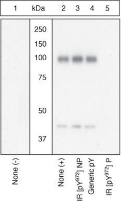 Invitrogen Phospho-INSR (Tyr972) Polyclonal Antibody 100 &mu;L | Buy Online | Invitrogen&trade; | Fisher Scientific